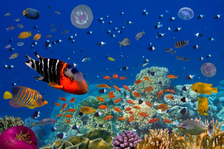 Tropical fish on the Great Barrier Reef