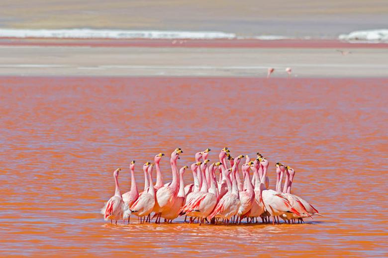 Flamingos in the Altiplano, Bolivia | Travel Nation