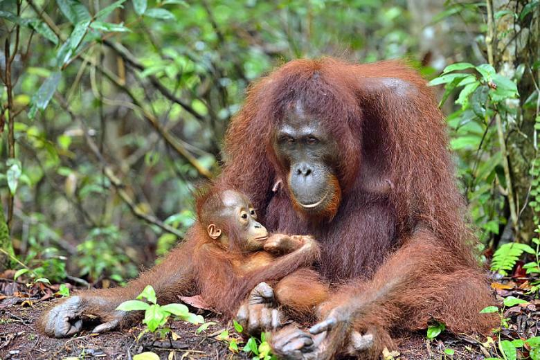 Orangutan mother and baby, Borneo