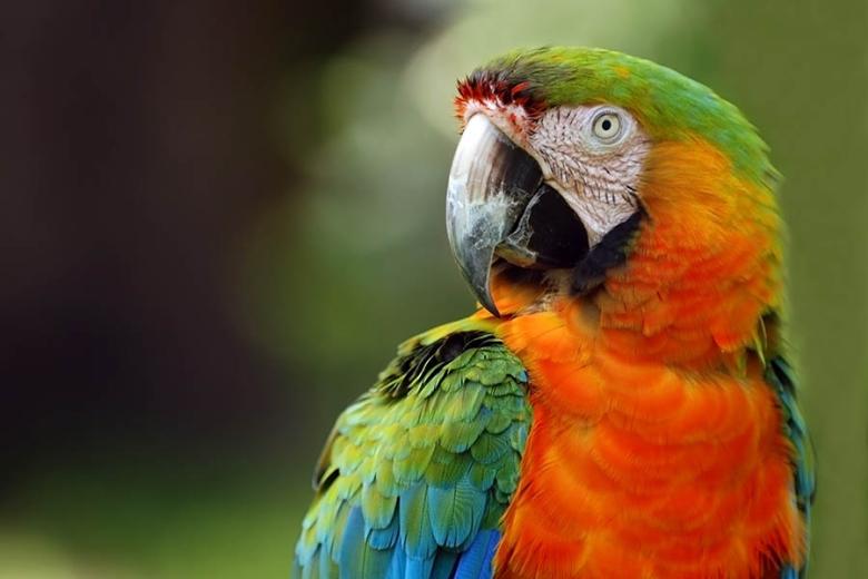 Scarlet macaws in the Amazon Rainforest | Travel Nation