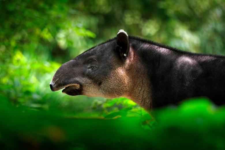 Tapir in the rainforest | Travel Nation