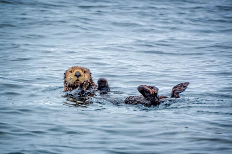 Look for sea otters along the Vancouver Island coastline | Travel Nation