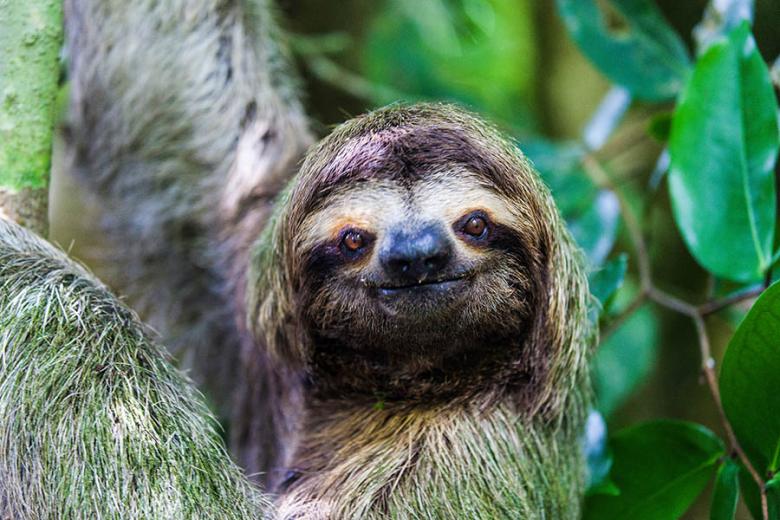 Sloths in Costa Rica | Travel Nation