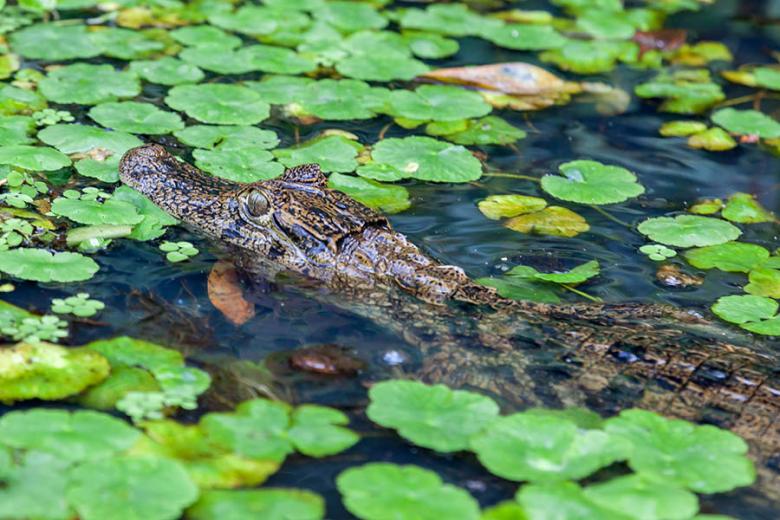 Caiman lurking in the canals of Tortuguero | Travel Nation