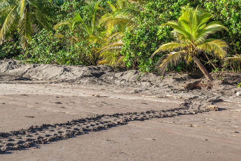 Turtle tracks in the sands of Tortuguero | Travel Nation