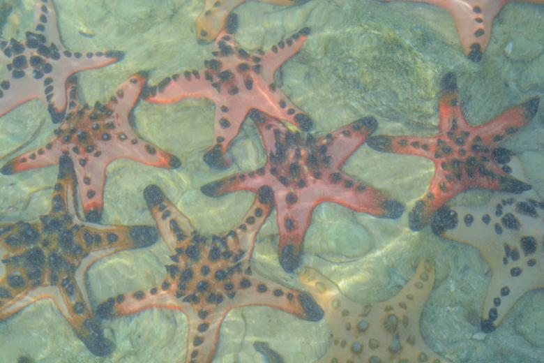 Starfish Island, Palawan