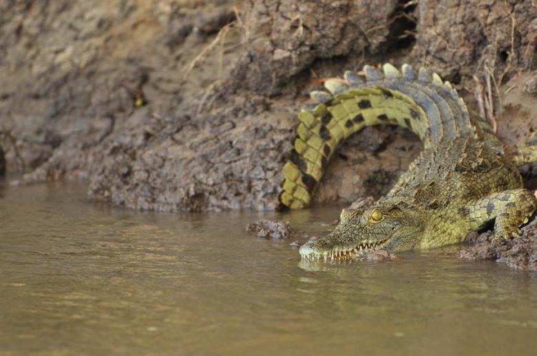Crocodile on the banks of Katuma River | Travel Nation