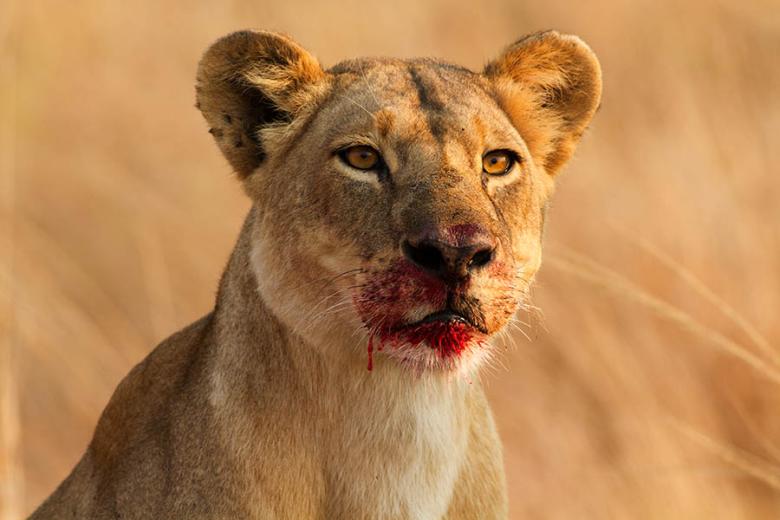 Lioness after a hunt in Katavi National Park | Travel Nation