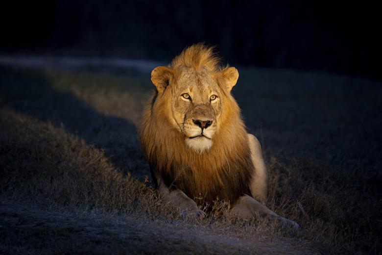 Spot lions on a night safari | Travel Nation