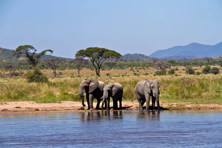 Elephants in Ruaha National Park | Travel Nation
