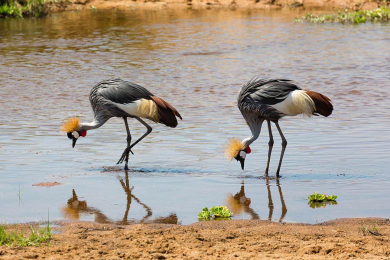 Grey-crowned cranes in Ruaha National Park | Travel Nation