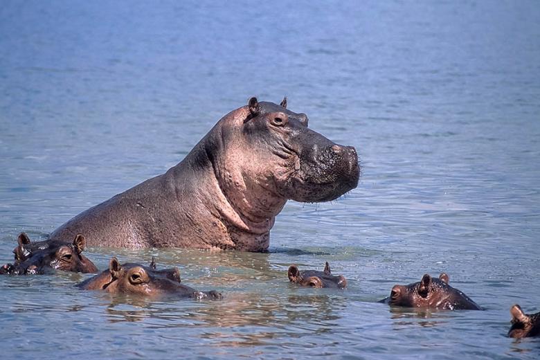 Watch hippos in the Rufiji River | Travel Nation