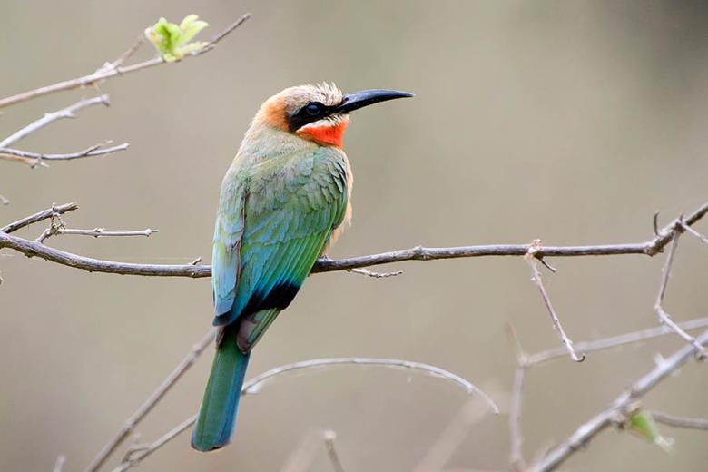 Watch bee eaters flit through the air in the Selous Game Reserve | Travel Nation