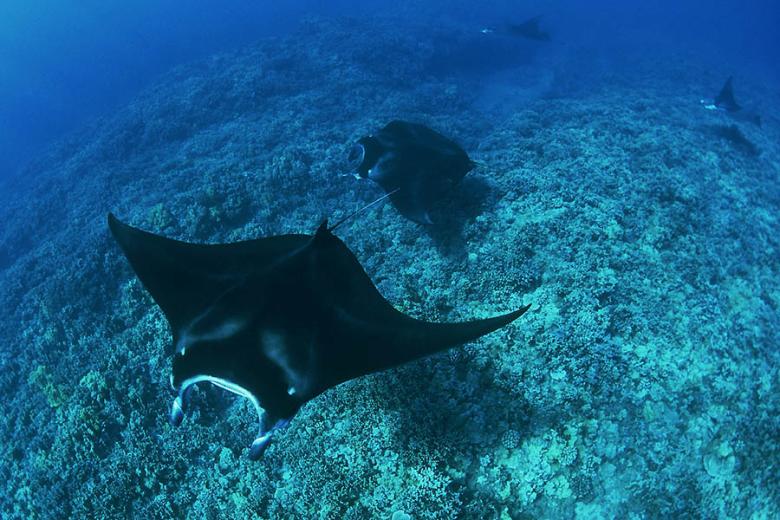 Swim with manta rays off the Big Island in Hawaii | Travel Nation