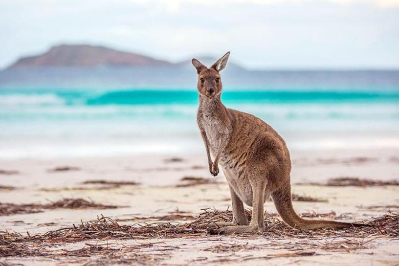 australia_wa_lucky_bay_kangaroo-credit_tourism_wa_0