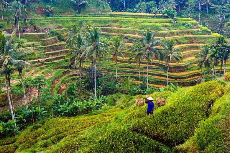 bali-ubud-rice-terraces-farmer-900x600