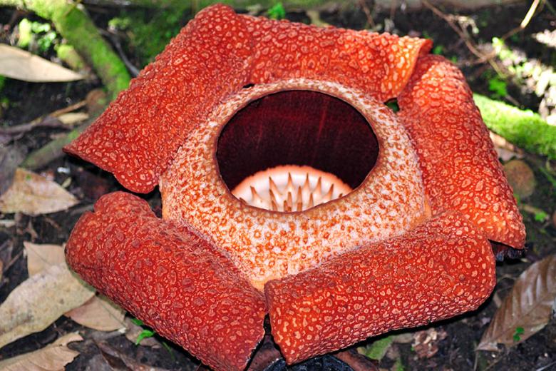 The “rafflesia” plants have the largest flowers on earth