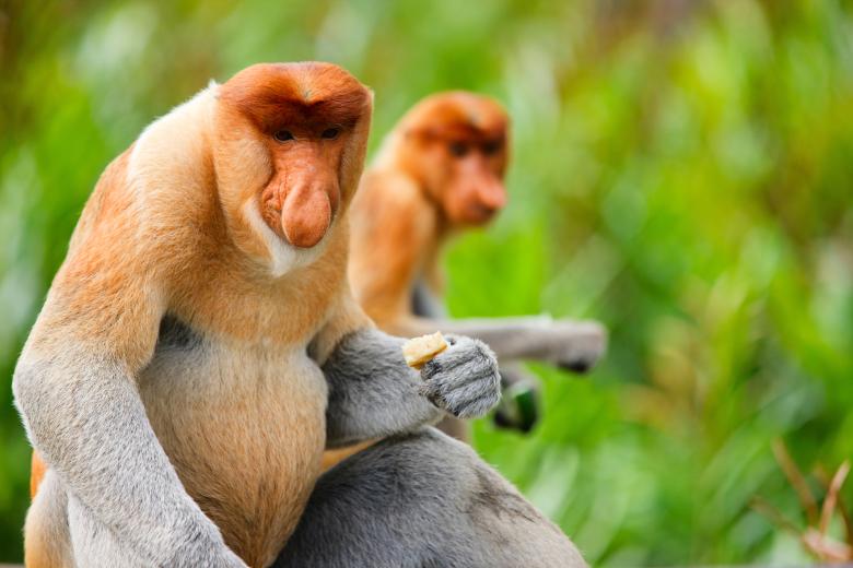 Probiscus monkeys, Ulu Temburong National Park