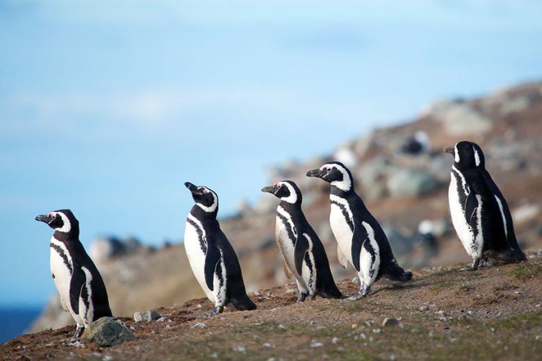 Get up close to the native penguins on Isla Magdelana