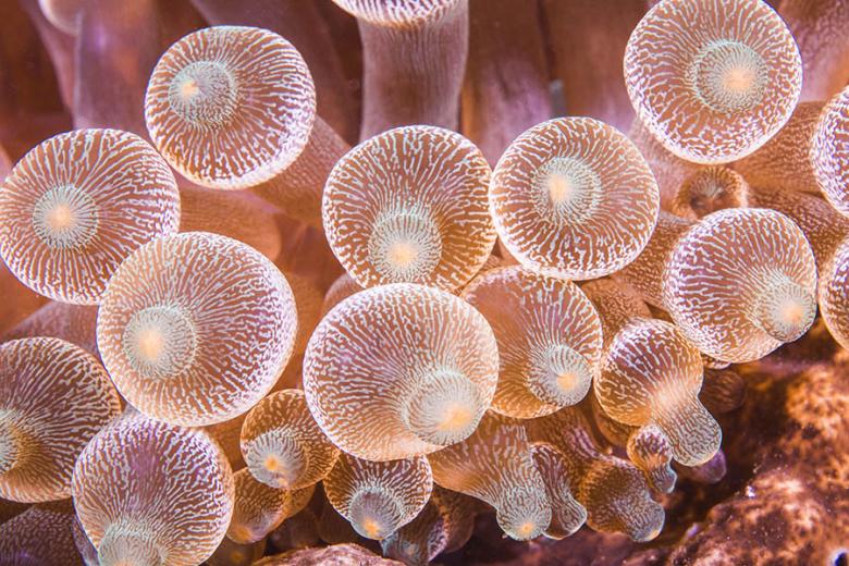 See amazing types of bubble anemone as you explore coral reefs | Travel Nation