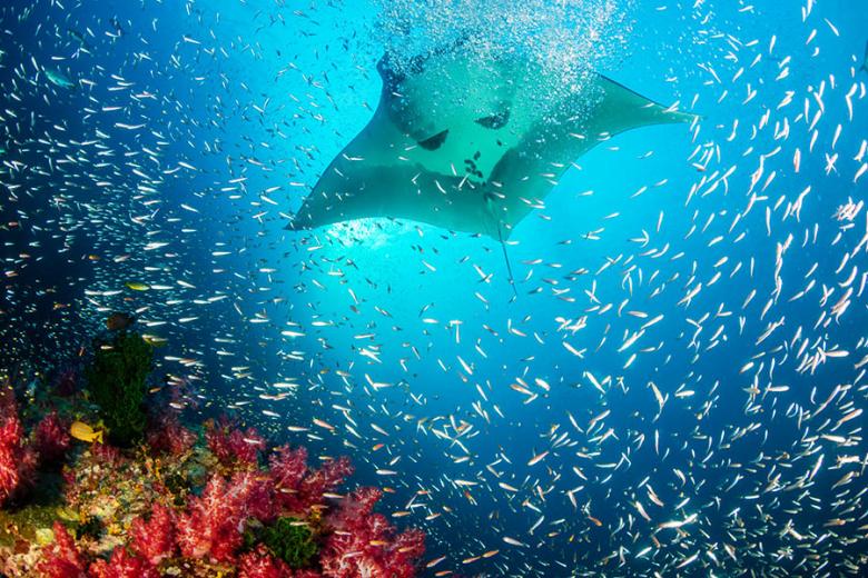 See manta rays and multi-coloured corals | Travel Nation