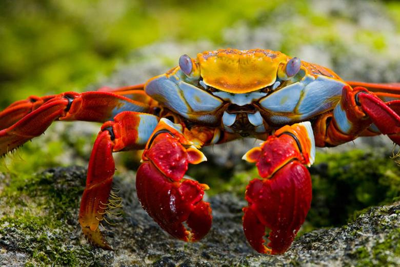 A colourful crab | Galapagos Islands