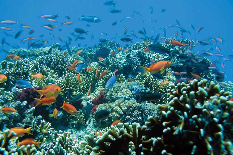 Enjoy discovering the magnificent underwater landscapes of the Mamanucas