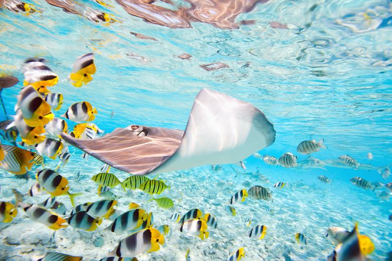 Go stingray feeding in the crystal clear waters