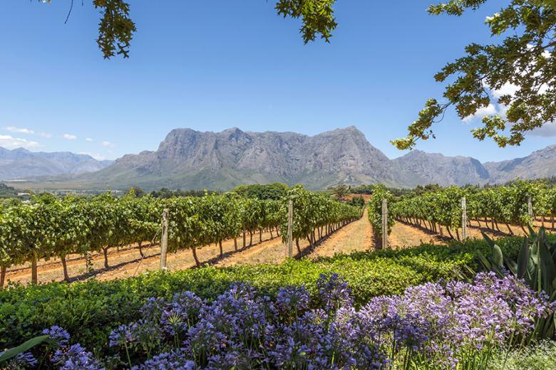 Make your way between the estates of the rolling Winelands
