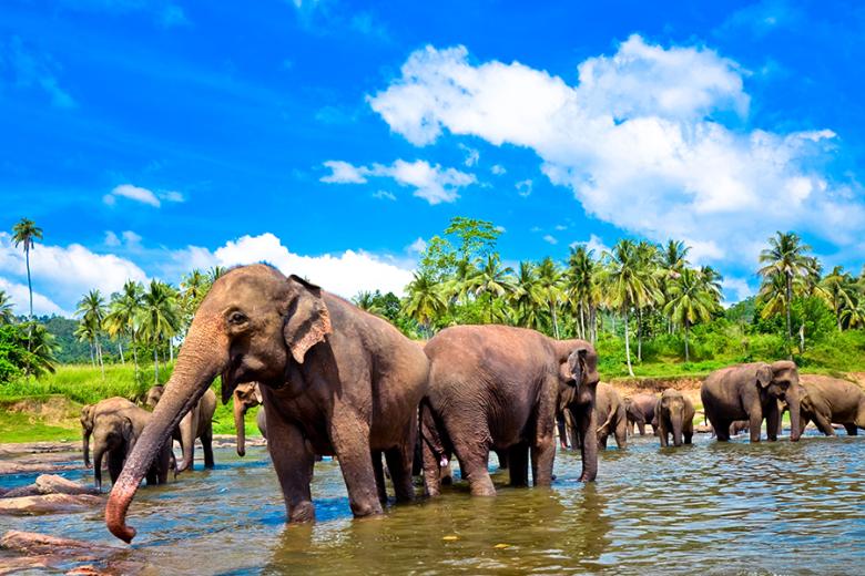 Elephants, Kandy, Sri Lanka