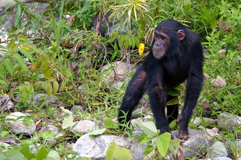 Mahale Mountains National Park is home to approx. 800 chimpanzees