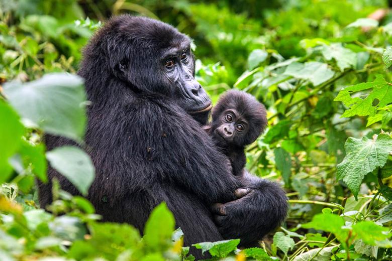 Mother and baby gorilla