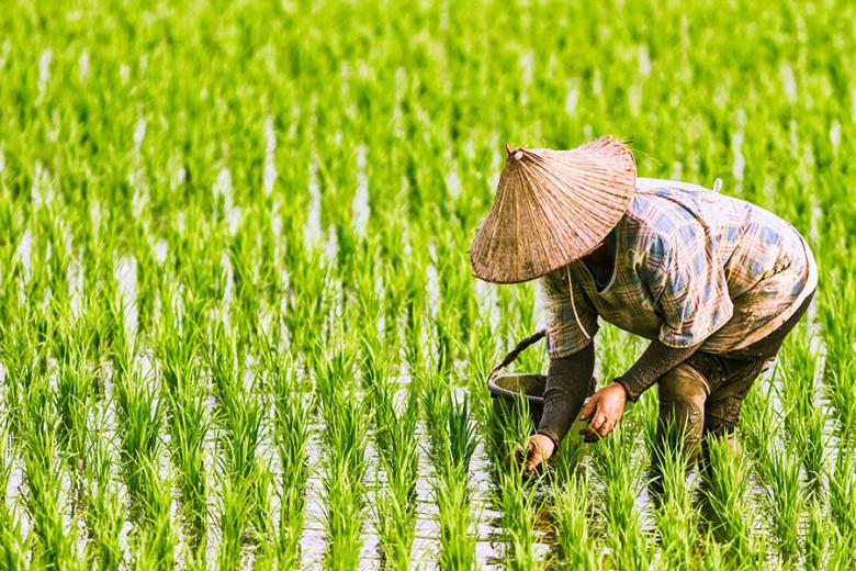 vietnam-farmer-in-padi-field-900x600