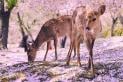 See deer under the cherry blossom in Nara, Japan | Travel Nation