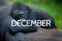 Where to go in December | Travel Nation