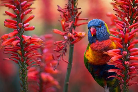 See rainbow lorikeet in the Adelaide Hills | Travel Nation