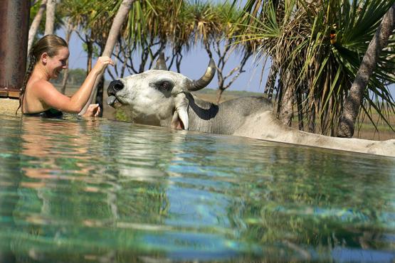 Bamarru Plains, NT, buffalo by pool | Photo credit: Luxury Lodges of Australia