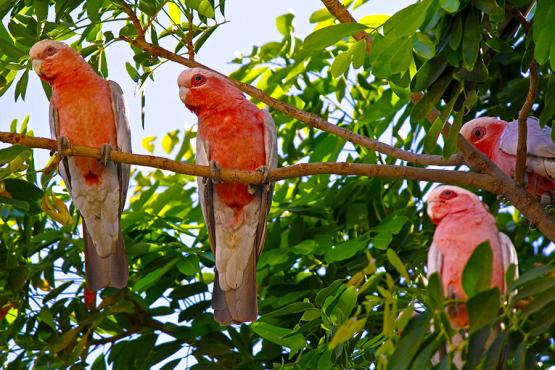 Spot galahs in the trees as you explore the Northern Territory | Travel Nation