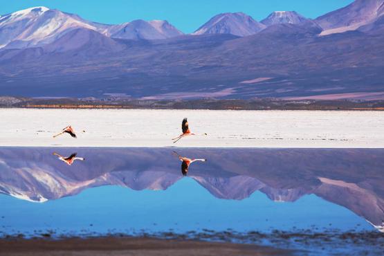 See flamingos take flight in the Altiplano | Travel Nation