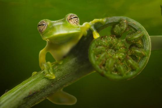 Snap glass tree frogs in Bolivia's Amazon | Travel Nation