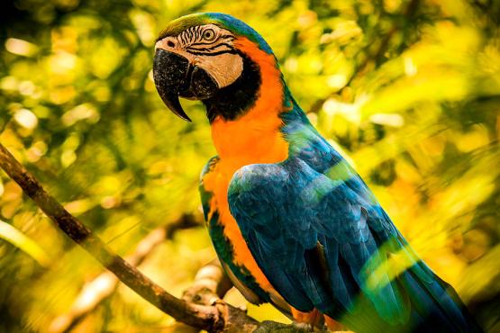 Spot macaws in the lowlands surrounding Santa Cruz | Travel Nation