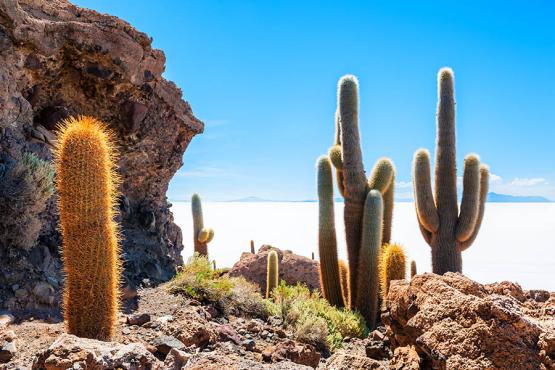 See the bizarre and beautiful landscape of the Uyuni Salt Flats | Travel Nation