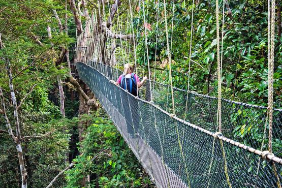 Enjoy a walk along the trails and the 130-meter high canopy walk