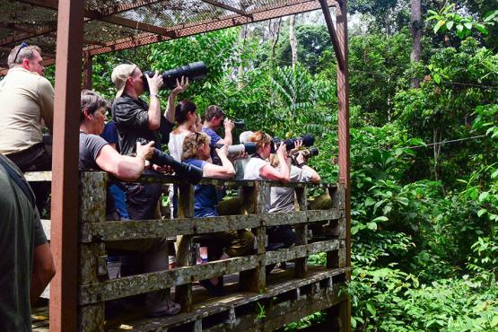 Visit the world’s largest orangutan rehabilitation centre in Sepilok