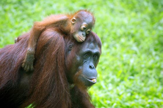 900x600-borneo-sepilok-orangutan-baby-and-mum