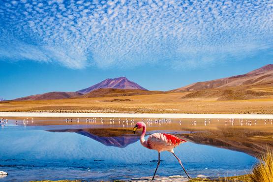 See flamingos and salt flats in the Atacama Desert | Travel Nation