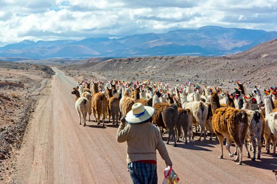 Watch locals herding llama in the Atacama | Travel Nation