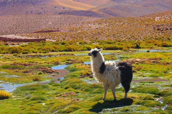 See llamas grazing on the edge of the Atacama Desert | Travel Nation