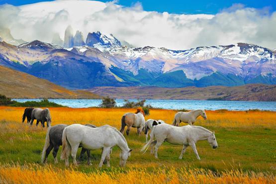 See horses grazing against snowy peaks in Torres del Paine | Travel Nation