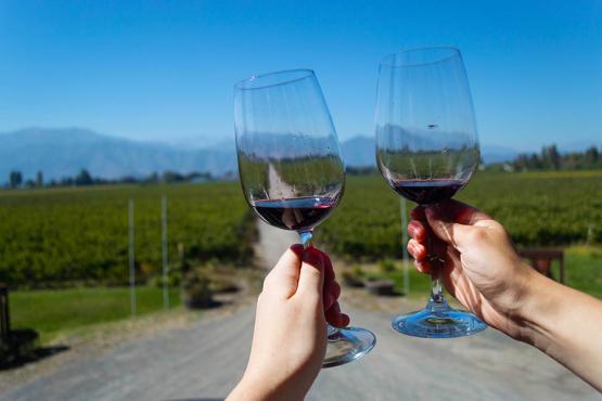Drink wine in the vineyards of Chile | Travel Nation